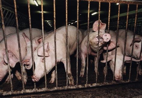 sheep are not factory farmed